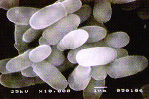 ピチロスポルム・オバレ